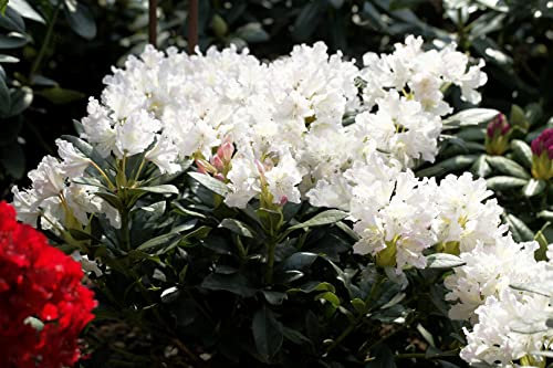 Rhododendron Cunninghams White 30-40 cm, weiße Blüten, winterhart