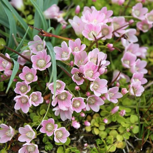Carbeth Plants Anagallis tenella Pond Plant for Small Ponds 3 x 9cm Pot - Bog Pimpernel Live Marginal Ponds Plant - Ground Cover Perennial with Deep Pink Flowers for Water Garden and Wildlife Ponds