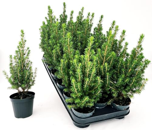 POWERS TO FLOWERS - PICEA GLAUCA CONICA, ALBERO DI NATALE, VASO 9 CM DIAMETRO, ALTEZZA 25CM, 2 PIANTE piante vere