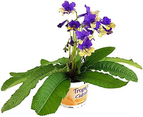 Fangblatt - Streptocarpus Harlequin Blue - afrikanisches Veilchen – Drehfrucht mit zarten Blüten – eine duftende und exotische Zierpflanze…