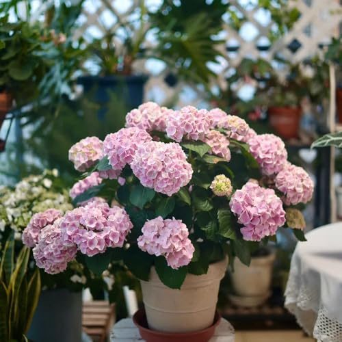 semillas resistentes de hortensias - cobertura del suelo, perenne, de jardín hortensia, 50pcs