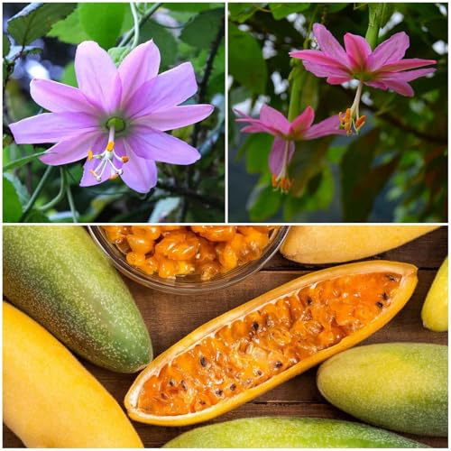 Eden Brothers Passiflora Seeds - Banana Passion Fruit