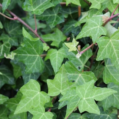 24 x Hedera helix en maceta de 9x9 cm, para 3m²: Hiedra común versátil para su jardín.