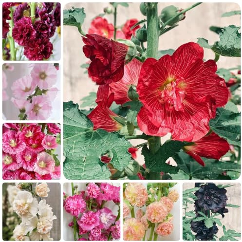 StockrosenSamen, Alcea rosea, stauden winterhart mehrjährig gartenpflanzen wohnzimmer deko winterharte für garten 550pcs