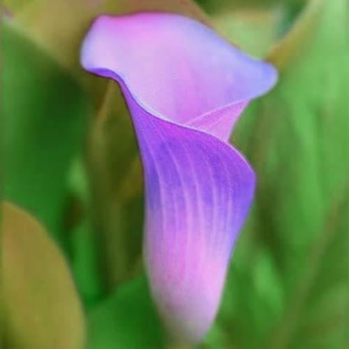 Calla Lily Bulbs for Planting Now UK,Garden Flowers,Hardy Perennial,Plant Bulbs,Iridescent,Cut Flowers,Wedding Flowers,Plant Bulbs,Flowering Rhizome,Strong Plants That Grow Well.-4bulbs-G