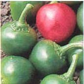 Pepper Joe’s Sweet Cherry Pepper Seeds ­­­­­– Pack of 10+ Sweet Pepper Seeds – USA Grown ­– Premium Non-GMO Sweet Cherry Seeds for Planting in Your Garden