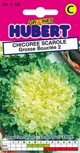 Graines de Chicorée Scarole Grosse Bouclée 2-4 grammes