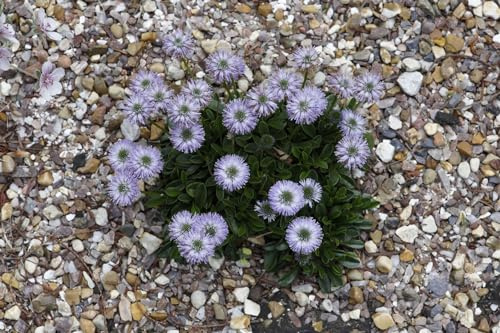 Globularia cordifolia 9x9 cm Topf – Winterhart, Mehrjährig, Pflegeleicht – Herzblättrige Kugelblume – Bodendecker für Steingarten & Trockenmauer