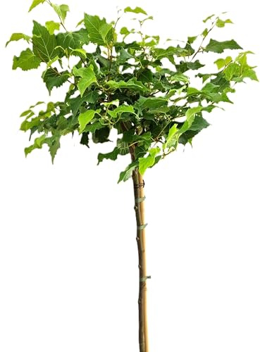 Kugel - Linde 'Tilia Cordata Lico' Hochstamm 125-150 cm Winterhart Freilandaufzucht
