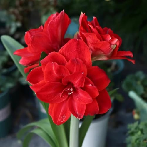 Bulbo di Amaryllis, Hippeastrum rutilum, Bulbo di Amaryllis per giardino, bulbi di d'appartamento a precoce decorativi da giardino 3pcs