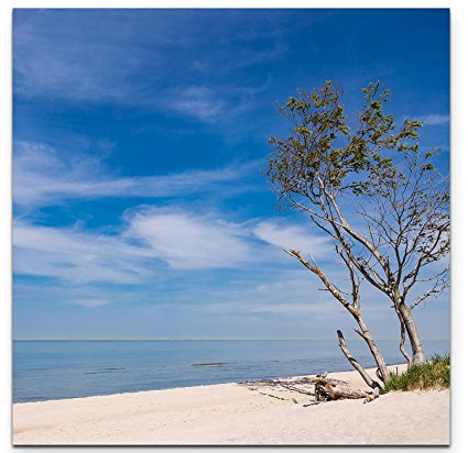 Leinwandbilder | Bilder Leinwand 90x90cm Baum am Strand – Ostsee