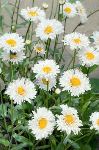 Leucanthemum x superbum 'Snehurka' 9x9 cm Topf – Winterhart, Mehrjährig, Pflegeleicht – Margerite – Staude für Beet & Kübel