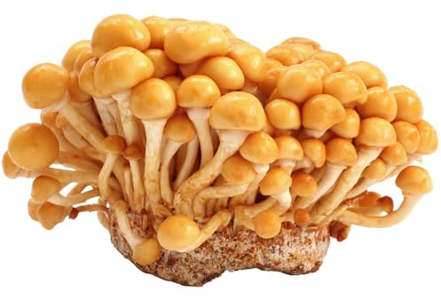 Hawlik Pilzbrut – BIO Toskanapilz Kultur – Nameko Pilze züchten Set – Kinderleicht Pilze selber züchten – Anzuchtset für Zuhause – Bio Pilzzuchtset Kinderleicht und ohne Vorwissen zuhause Pilze Zücht