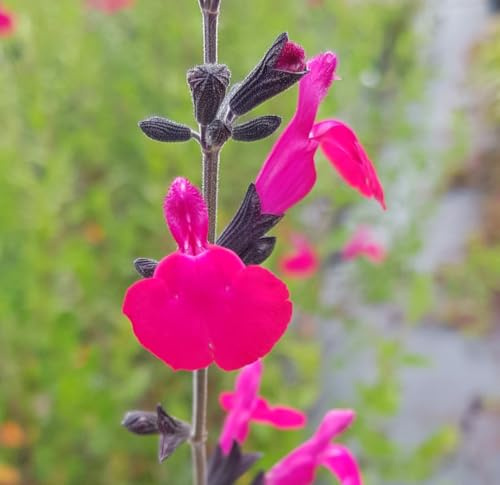 Salvia lemmonii var. wislizenii/Sauge arbustive/Conteneur de 3 à 4 litres/Vivace