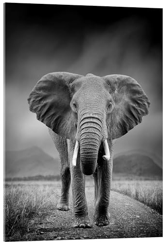 Posterlounge Elefant auf schwarzem Hintergrund Acrylglasbild 70 x 90 cm Schwarz-Weiß Wandbilder Wanddeko