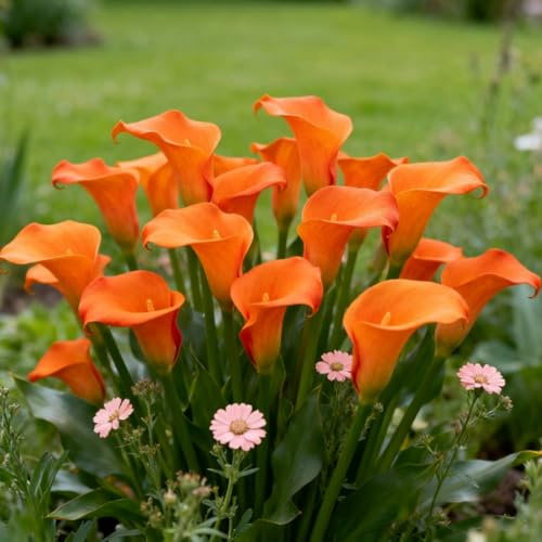 Cala perenne, rizomas de cala fáciles de cultivar, adecuado para plantar en interiores ＆ exteriores, prospera en macetas ＆ en el suelo.-A-10 Rizomas