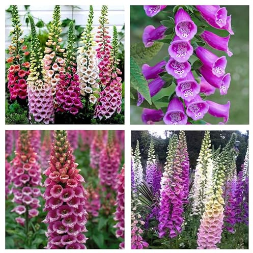 Semi Digitale Excelsior (Digitalis purpurea), Fiori a Grappoli a Forma di Campanula, 100 Pezzi, per Giardinaggio, Balcone, Terrazzo, Aiuole