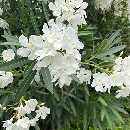 adelfa semillas de de jardín Adelfa Nerium jardín resistentess en miniatura, resistentes y con, balcón primavera verdes orgánicas 3semillas