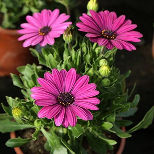 Dimorphoteca maceta 14cm. - Altura aprox. 25cm. - Planta viva - (Envíos sólo a Península)