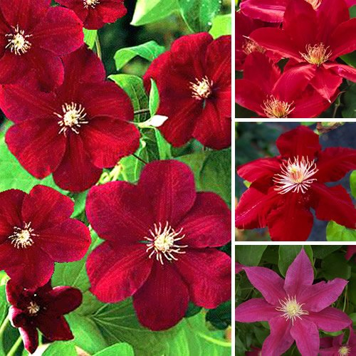 1 X CLEMATIS DUNKELROT GEFÄRBTE GROSSBLÜHENDE KLETTERPFLANZE HARDY IM TOPF