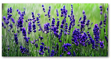 Tulup Leinwandbild - Wandkunst - Drucke auf Leinwand - Leinwanddruck -100x50 cm - Blumen & Pflanzen - Lila - Lavendel