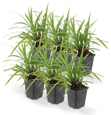Japanische Teppich-Segge Carex morrowii 'Irish Green' Set mit 6 Pflanzen