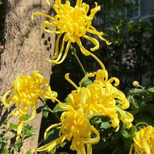 Semi di crisantemo - semi di estivi d'appartamento rare vecchie varietà serre da balcone di giardino 80pcs