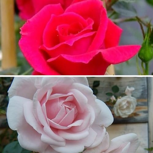 2 x Kletterrosen: New Dawn (Rosa)+ New Dawn Rouge (Rot), Mehrjährig, Duftend & Winterhart | Öfter blühend - Kletterrosen