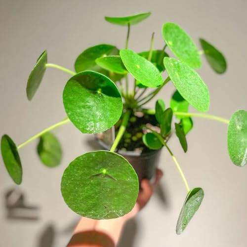 Pilea peperomioides - glückstaler, Chinesischer Geldbaum, rankpflanzen seltene kletterpflanzen topfpflanzen outdoor kübelpflanzen steingarten gartenblumen balkongewächshäuser 55samen