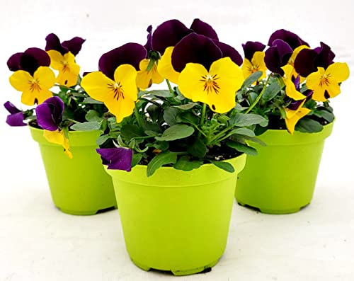 POWERS TO FLOWERS - VIOLE DEL PENSIERO, VIOLA A FIORE PICCOLO VIOLA/GIALLO, 3 PIANTE, Vaso 10,5cm diametro, piante vere