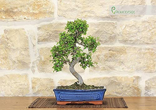 Bonsai di Olmo cinese vaso cm. 25