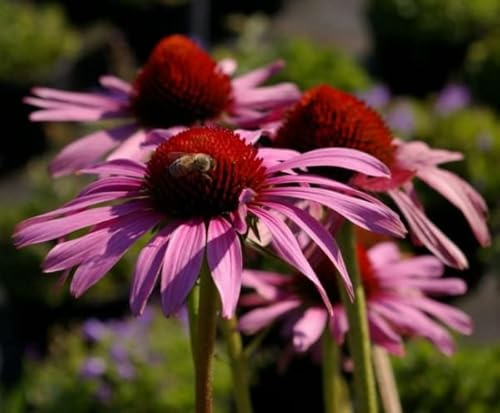 Roter Sonnenhut Magnus - Echinacea purpurea