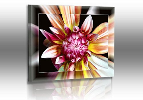 Fotoatelier Dirk Haas Premium Leinwandbild XXL - Natur - Blumenfotos - Blume - Bild - Dahlie - Exotische Blumen - Leinwand : 40 cm x 30 cm