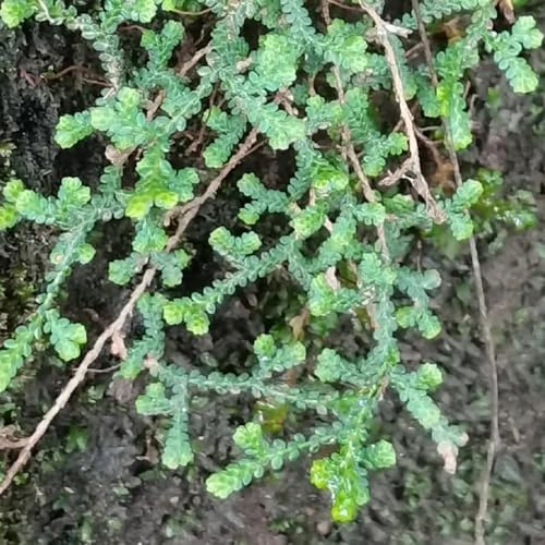 rose von jericho kaufen bonsai geschenk herbst deko wohnzimmer garten hochbeet zimmerbonsai geschenk garten grünpflanzen balkon züchten gartenblumen blumenzwiebeln frühblüher 9zwiebeln