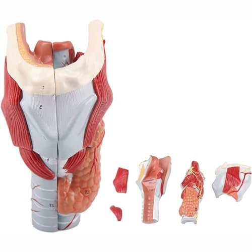 Modèle De Larynx Humain, Taille 2 Fois Naturel, Modèle Détaillé, Muscle Larynx, 5 Parties, 14 X 16 X 24 Cm