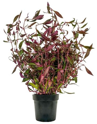 AquaOne Aquarium Pflanzen I Mutterpflanze Alternanthera rosaefolia XL I Aquarienpflanze Hintergrund rote Stängelpflanze I Aquascaping Dekoration