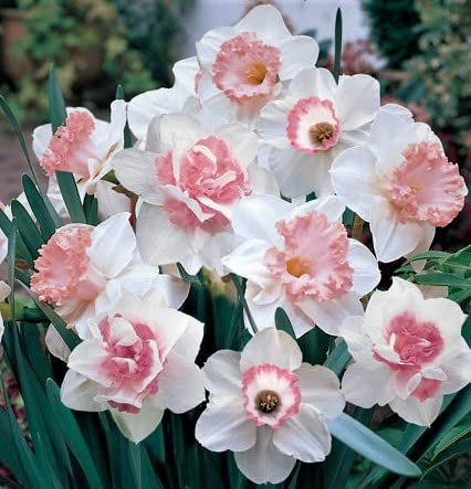 (2) Supreme Mixed Pink Daffodil Bulbs