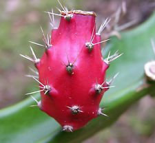 Filo spinato Kaktus, RARA acanthocereus tetragonus Cereus semi succulenta 25 Semi