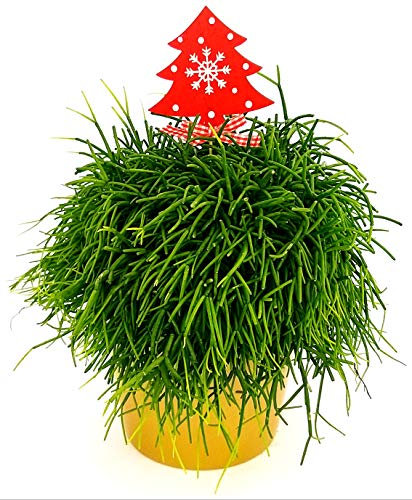 POWERS TO FLOWERS - RHIPSALIS IN VASO CERAMICA ORO, VERSIONE NATALIZIA, pianta vera