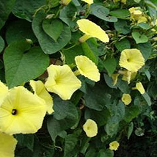100Pcs/Bag Petunia Seeds Decorative Hanging Bonsai Annual Table Top Landscape Plant Seeds for Parterre - Yellow - Flower Seeds Vegetable Seeds Fruit Seeds Garden Plant Seeds for Planting