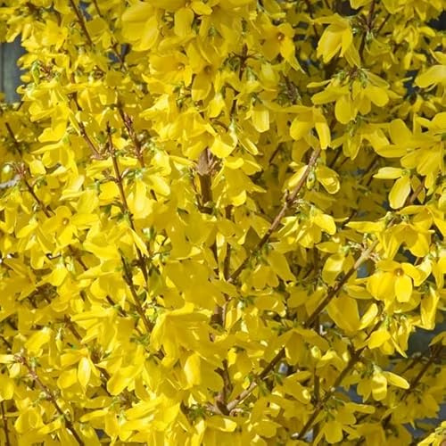 Mimosa de Paris 'Week-end' – Forsythia x intermedia 'Week-end' 50-60 cm pot | Arbuste décoratif, fleurs jaunes vives, idéal haie & massif printanier