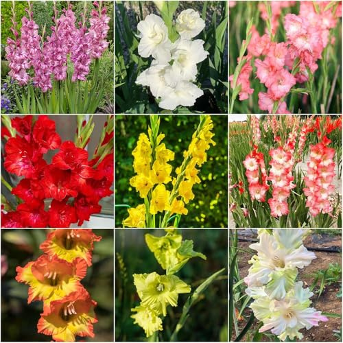 gladiolen - winterharte stauden blumenzwiebel zimmerpflanze topfpflanzen draußen winterhart garten winterhart balkon deko 10zwiebeln