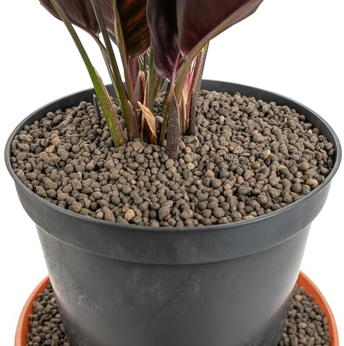 Cost Wise Clay Pebbles for Plants Pebbles & Hydroponics - LECA Clay Ball, Indoor & Outdoor,3 sizes,pack size 1-20l (1-4mm x1litre)