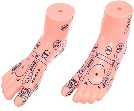 Healvian 1paar Lehrmodell Für Fußakupunktur Anatomisches Fußmodell Für Fußmassage Und Reflexzonenmassage Für Schulen Kliniken Und Schulungen Langlebig Und Praktisch