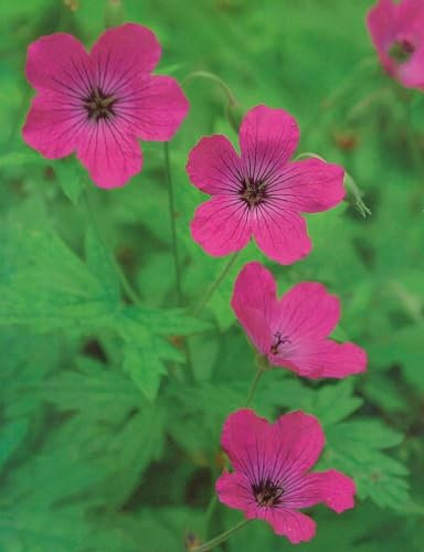 GARTHWAITE NURSERIES® : - Red Admiral Geranium Live Plant, Pink Flowering Perennial, 1 Bare Root