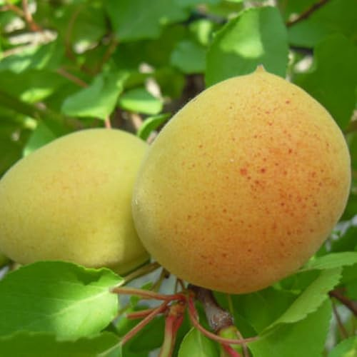 PIANTA DA FRUTTO ALBICOCCO NANO in vaso bianco (foto reali)