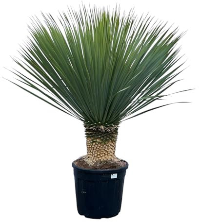 Yucca Rostrata h140cm