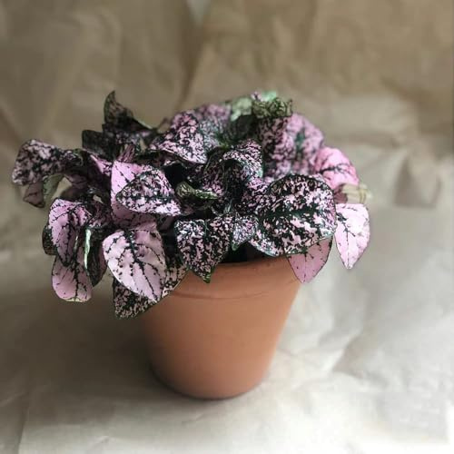 Semi di Fittonia schaffeltii - semi giardino interno perenne resistente perenne di giardino bonsái 200pcs
