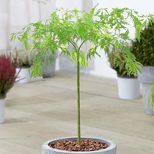 Acer Dissectum Tree | Japanese Maple Potted Ornamental Trees for Small Gardens | Premium Straight Lollipop Standard Stem (70-80cm (Incl. Pot))
