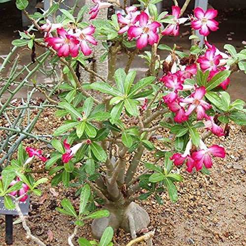 Adenium Obesum Rose du Désert 5 grani d'arbre
